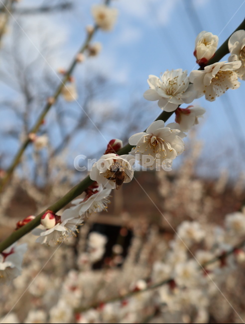 봄,꽃,식물,매화,자연,spring,flower,nature,botanic,식물,자연,plants,nature,꽃,flower