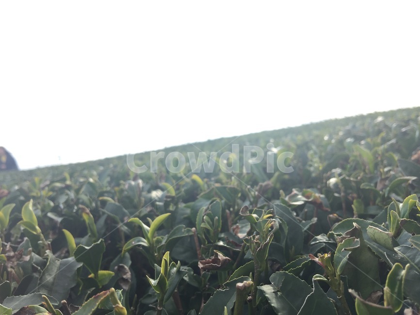 제주도,녹차,녹차밭,자연,풍경,산업,industry,industrial,농업,농사,agriculture,farming,farming industry