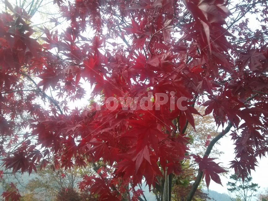 단풍,가을,가을풍경,계절,빨간색,자연,여행,가을,계절,fall,autumn,season,식물,자연,plants,nature,leaf,잎,plant,tree,나무,maple