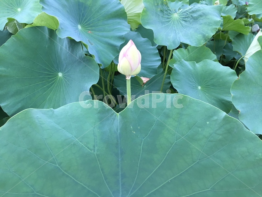 연꽃,연잎,자연,꽃,꽃봉오리,lotus