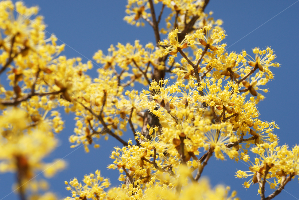 산수유,봄,노란색,소교목,계절,암수한꽃,약용,봄,계절,spring,season,식물,자연,plants,nature,꽃,flower,plant