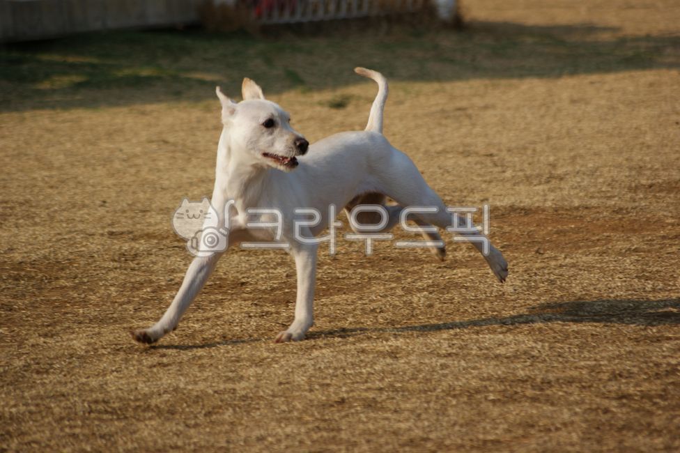 개,강아지,달리기,질주,뛰다,런닝,반려견,시고르자브종,에너지,애완견,반려동물,애완동물,동물,흰색,하얀색,풀,잔디,야외,실외,공원