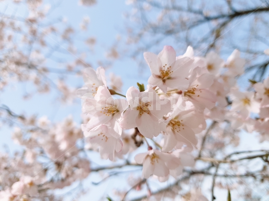 벚꽃,봄,꽃잎,분홍꽃,분홍색