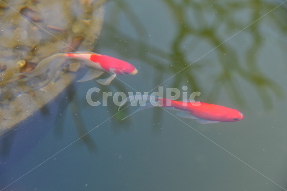animal,fish,물고기,반영,나무,잉어,금붕어,물,연못,수족관,비늘,한국