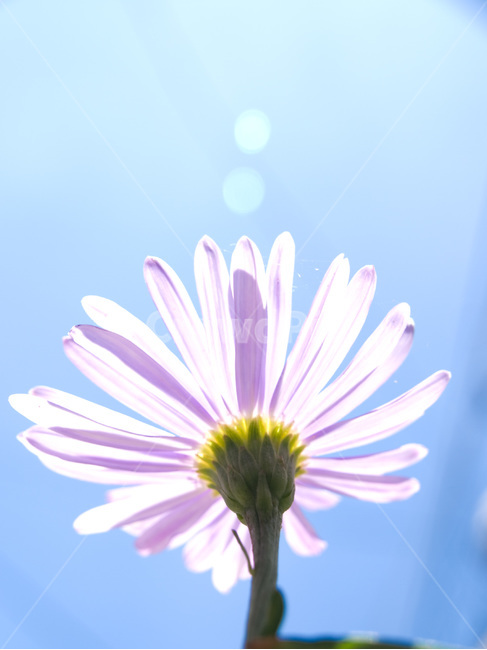 쑥부쟁이,가을하늘,역광,파란하늘,보라색꽃,가을,계절,fall,autumn,season,식물,자연,plants,nature,꽃,flower,휴식,힐링,rest,relaxation,healing,plant,daisies,데이지,blossom,daisy