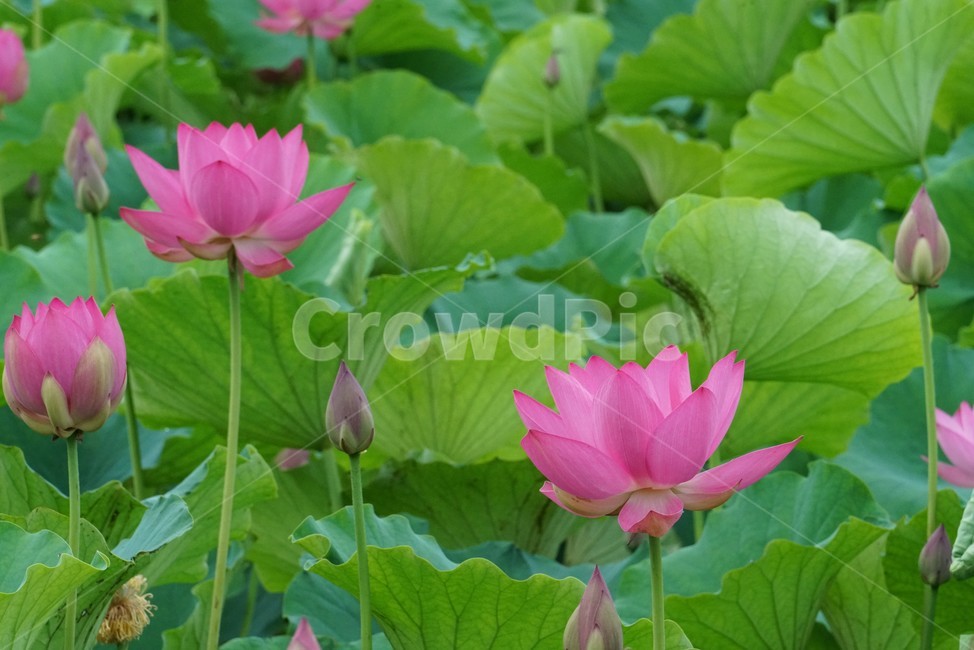 연꽃,련꽃,수련과,담수초,수중식물,식물,lotus,수초