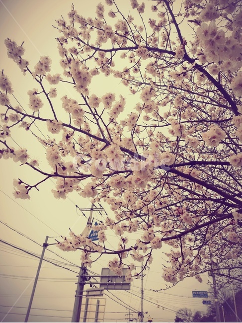 식물,꽃,벚꽃,봄,벚꽃나무,옛날,flower,blossom,plant