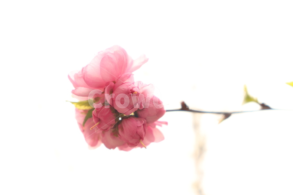 벚꽃,꽃,봄,하얀,꽃배경,식물,자연,컬러,파스텔,분홍색,계절,cherryblossoms,flower,spring,springflowers,white,dinner,flowerbackground,plants,nature,식물,자연,plants,nature,꽃,flower