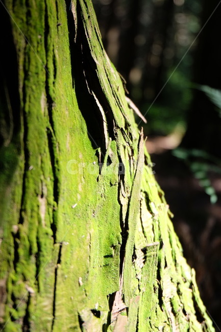 비자림,제주,제주도,비자,화강암,돌,jeju,나무,비자나무,햇살,그루터기