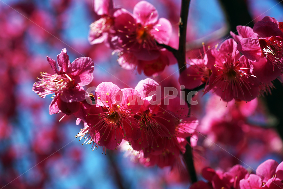 홍매화,매화,홍매,꽃,봄,계절,붉은색매화,식물,자연,plants,nature,꽃,flower
