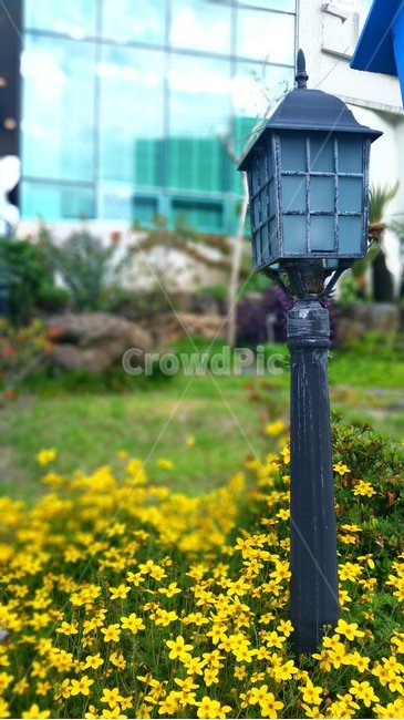 노랑꽃,들꽃,예쁜옆서,lamppost,램프포스트
