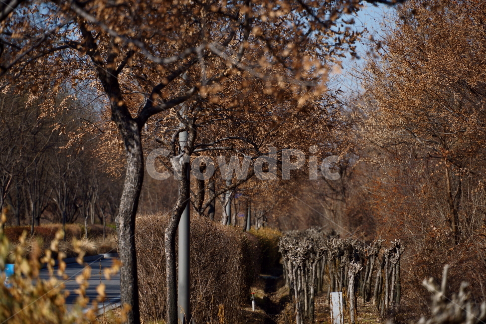 산책,산책로,겨울,겨울나무,조경수,자연,풍경,nature,landscape,outdoors,옥외