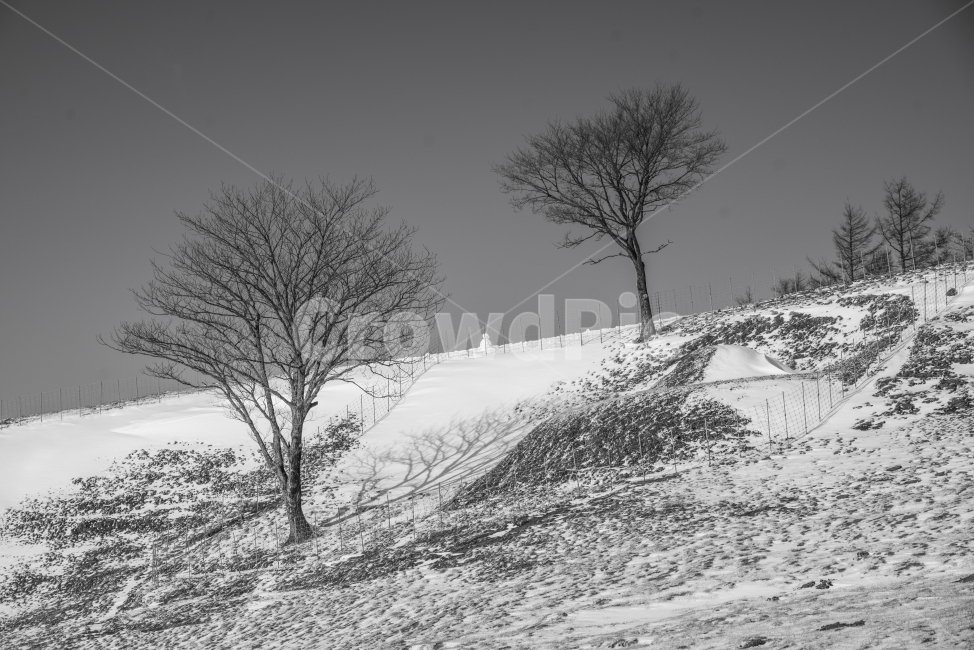 풍경,흑백,겨울,눈,양떼목장,나무,겨울,계절,winter,season,자연,풍경,nature,landscape,흑백,모노톤,monochrome,black and white,ground,바닥,outdoors,옥외