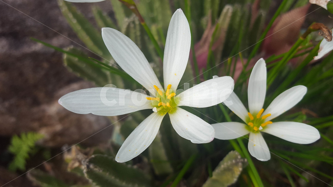 꽃,생화,식물,근접,flower