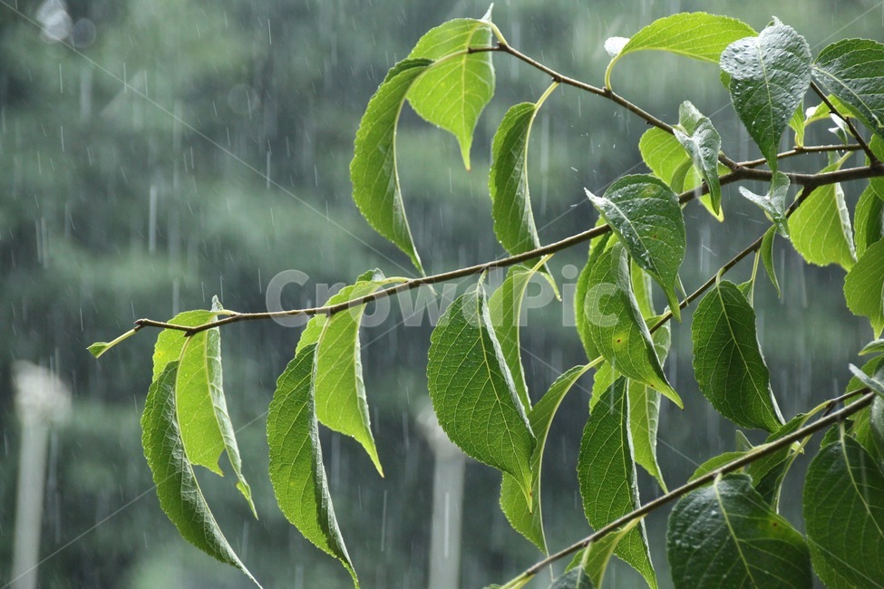 나뭇잎,녹색,비,여름,장마,rain,나무,날씨,빗방울