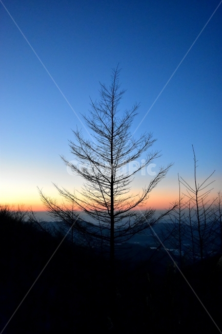 지리산,서북능선,노고단,풍경,비경,명산,국립공원,성삼재,묘봉치,만복대,고리봉,반야봉,천왕봉,정령치,세걸산,세동치,부운치,팔랑치,산행,등산,트레킹,National,Park,철쭉,파란,하늘,바래봉,사진,산그리메,산너울,명선봉,토끼봉,힐링,감성,전망,조망,아름다운,수려한,nature,landscape,낙엽송,일본잎갈나무,저녁,노을,비취색,석양,식물,자연,plants,nature,나무,trees,wood,실루엣,그림자,silhouette,shadow