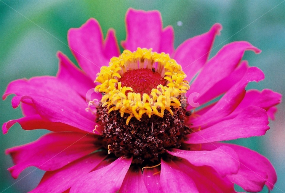 백일홍,꽃,자연,식물,gardenzinnia,flower,nature,insect,식물,자연,plants,nature,꽃,flower