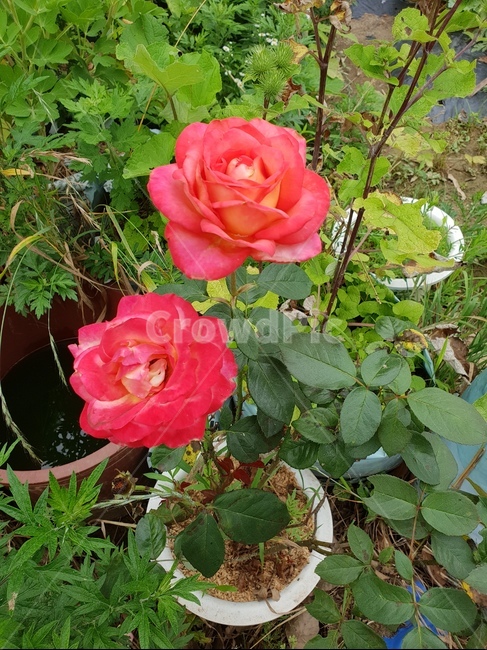 장미,rose,plant,식물,꽃,blossom,식물,자연,plants,nature,꽃,flower