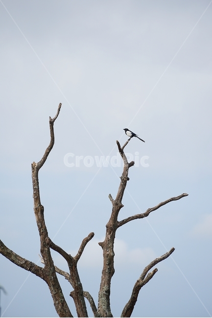 까치,제주도,승마장,하늘,나무,식물,자연,plants,nature,나무,trees,wood,동물,animal,조류,새,birds