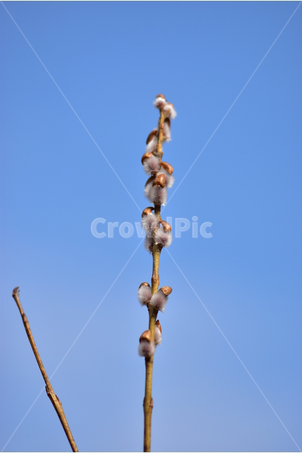 키버들,사진,식물,도감,plant,tree,nature,자연,생태,겨울,계절,나무,목본,학습,자료,study,식물,자연,plants,nature