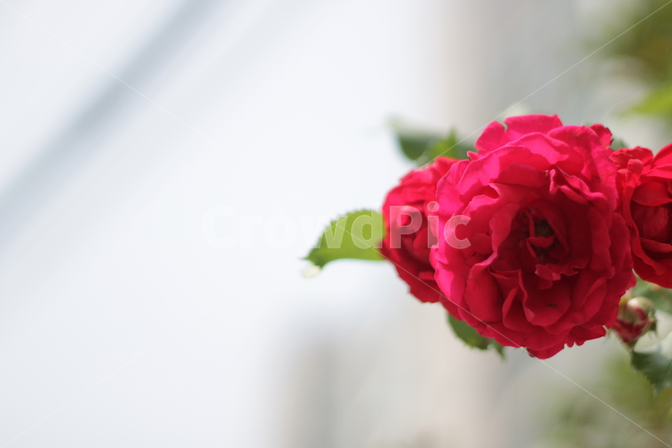 장미,꽃,rose,flower,빨강,식물,자연,plants,nature,꽃,flower
