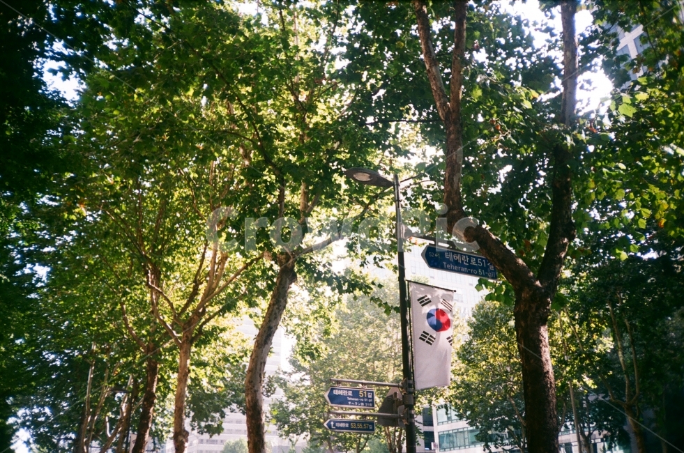 여름,나무,나뭇잎,햇살,태극기,필름,필름카메라,아날로그,햇빛,analog,sunshine,film,summer,tree,leaf,leaves,도시,풍경,city,landscape,한국도시풍경,한국도시경관,korea cityscape,식물,자연,plants,nature,나무,trees,wood,garden,정원,arbour,정자,outdoors,옥외,plant