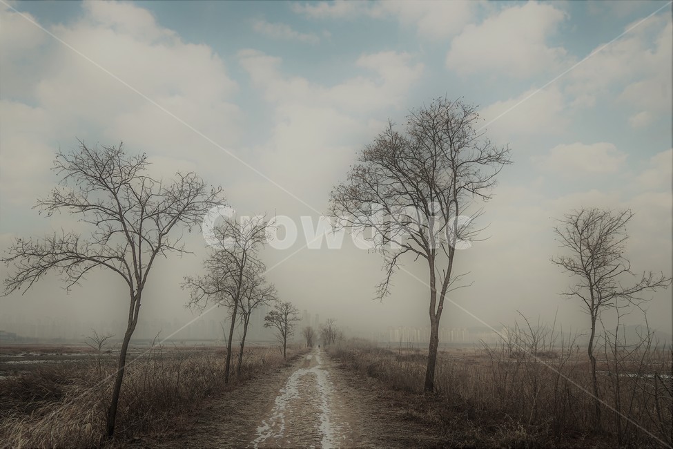 길,겨울,가로수,비포장,흙길,소래,겨울,계절,winter,season,자연,풍경,nature,landscape,식물,plants,나무,trees,wood,weather,날씨
