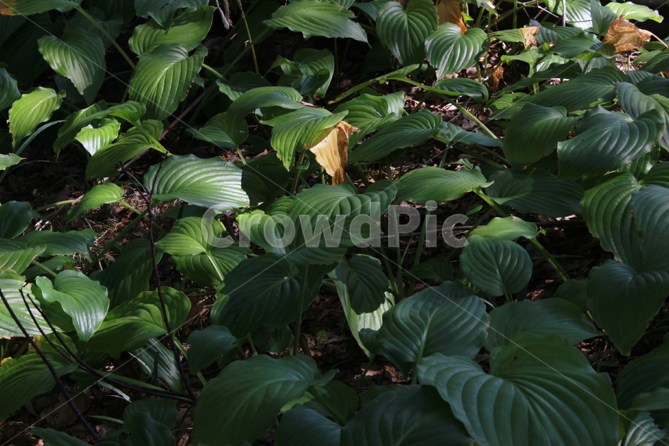 plant,식물,flower,꽃,acanthaceae,잎,공원,빛