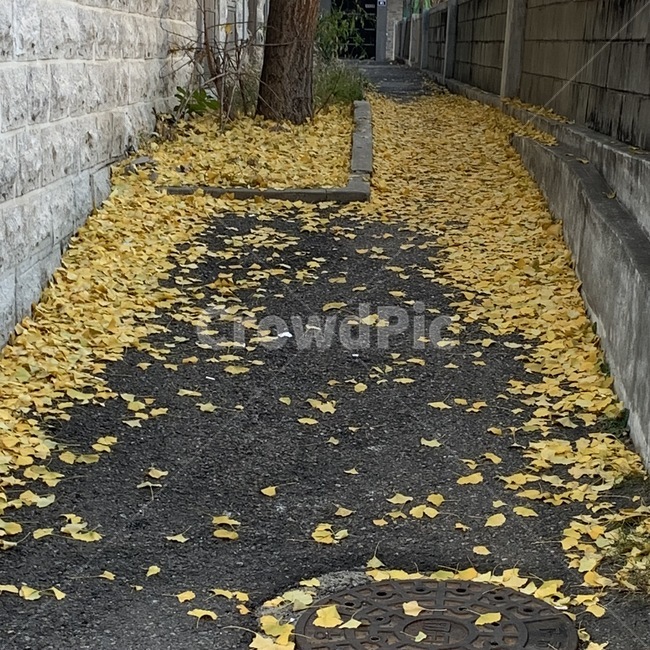 아스팔트,은행잎,가을,낙엽,노랑