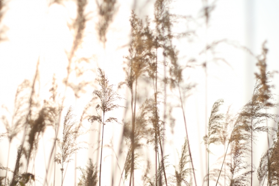 하늘공원,갈대,억새풀,따스함,풍경,사물,사진,식물,자연,plants,nature