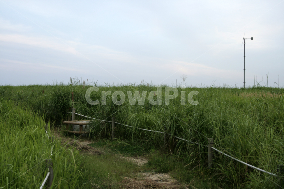 식물,plants,nature,억새,여름,하늘공원,길,초록,산책,자연,풍경,nature,landscape,grass,잔디,plant,outdoors,옥외,land,땅