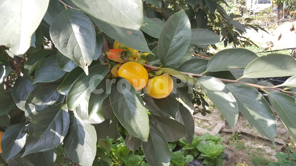 감,감나무,열매,과일,가을과일,식물,자연,plants,nature,나무,trees,wood,과일,열매,fruit