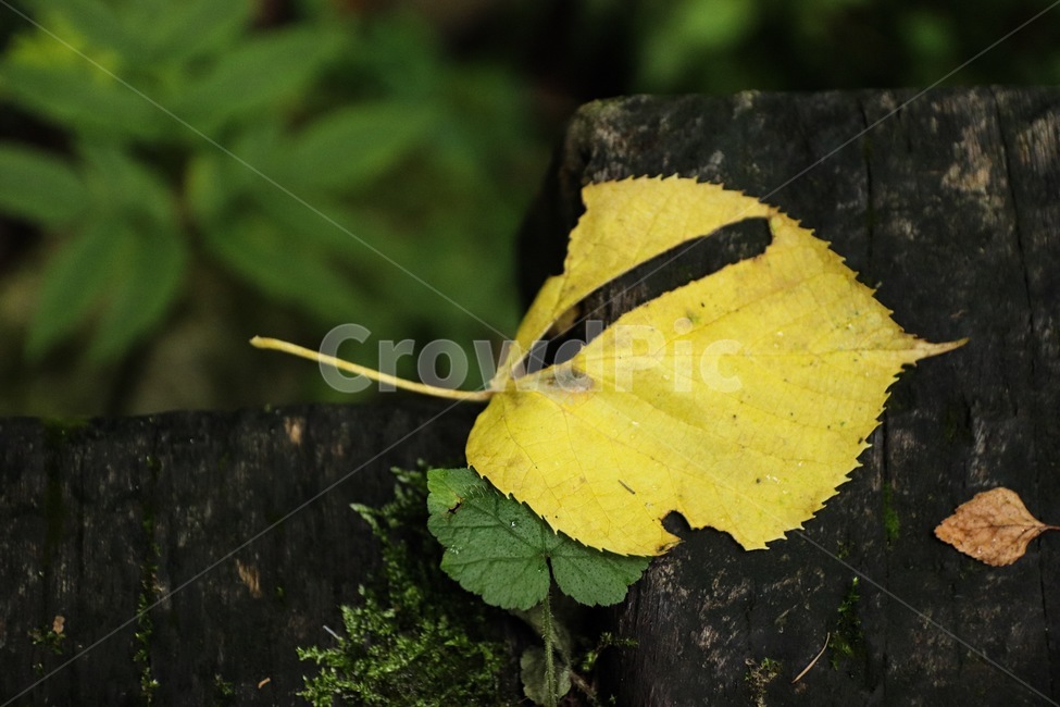 leaf,잎,plant,식물,단풍,가을,계절,fall,autumn,season,식물,자연,plants,nature