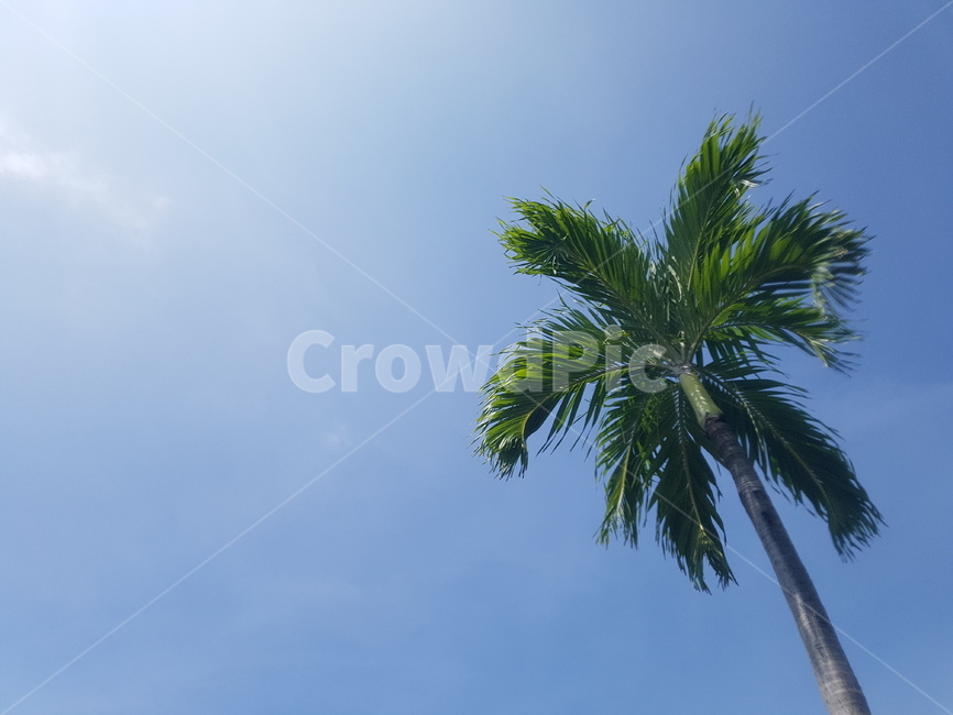 나무,하늘,야자수,여름,휴양지,trees,sky,palmtrees,resort,summer