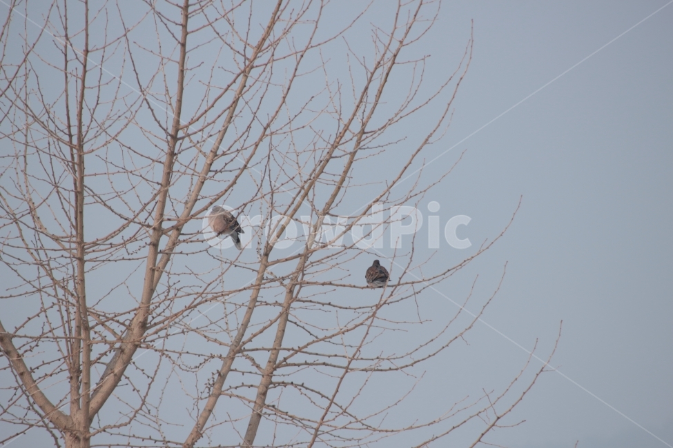 멧비둘기,산비둘기,비둘기,나무,새,조류,동물,식물,자연,plants,nature,나무,trees,wood,동물,animal,조류,새,birds