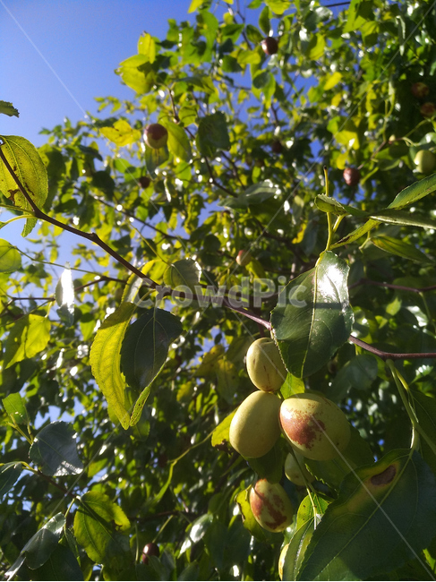 대추,대추나무,과일,가을대추,대추열매,과일,열매,fruit,농업,농사,agriculture,farming,farming industry