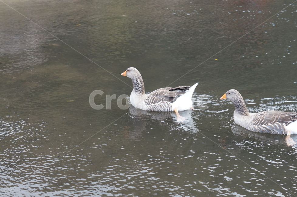 animal,동물,bird,새,goose,거위,동물,animal,조류,새,birds