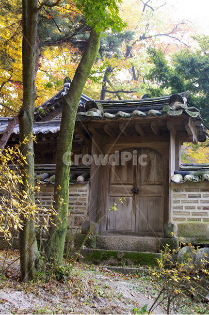 창덕궁,창덕궁후원,고궁,건축,전통건축,traditional,전통,가을,fall,나무,식물,plant,단풍,한국전통,한국문화,korean traditional,korean culture,건축물,건물외관,exterior,building,structure,architecture,construction