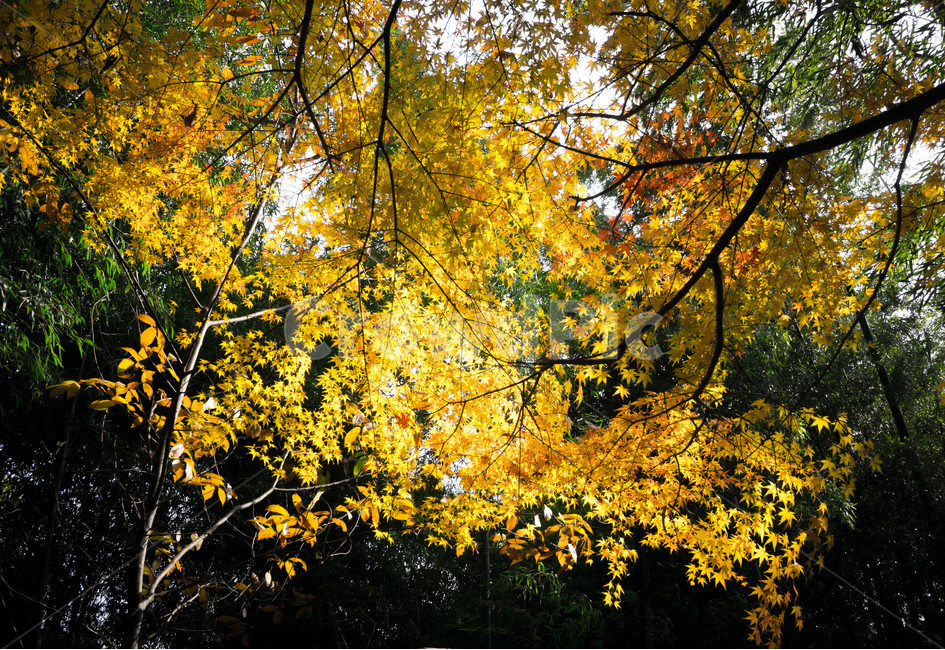 가을,나들이,풍경,단풍,계절,배경,나뭇잎,노랑,fall,autumnseason자연,nature,landscape,군산,나무,tree,가을,계절,fall,autumn,season,식물,자연,plants,nature,휴식,힐링,rest,relaxation,healing,plant,leaf,잎,maple