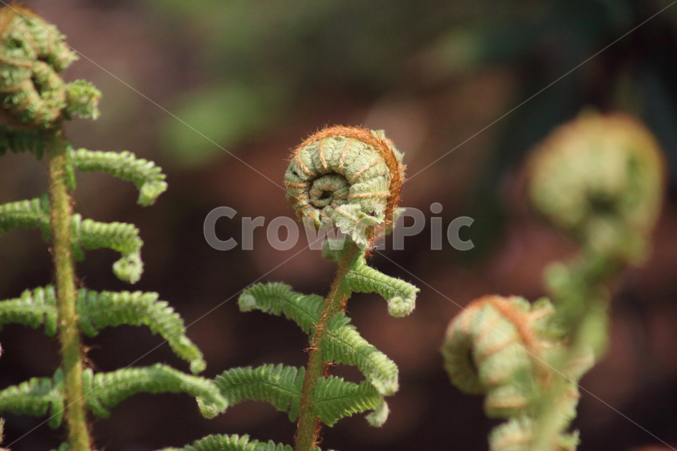 관중,고사리,양치식물,shieldfern,woodfern,양치류