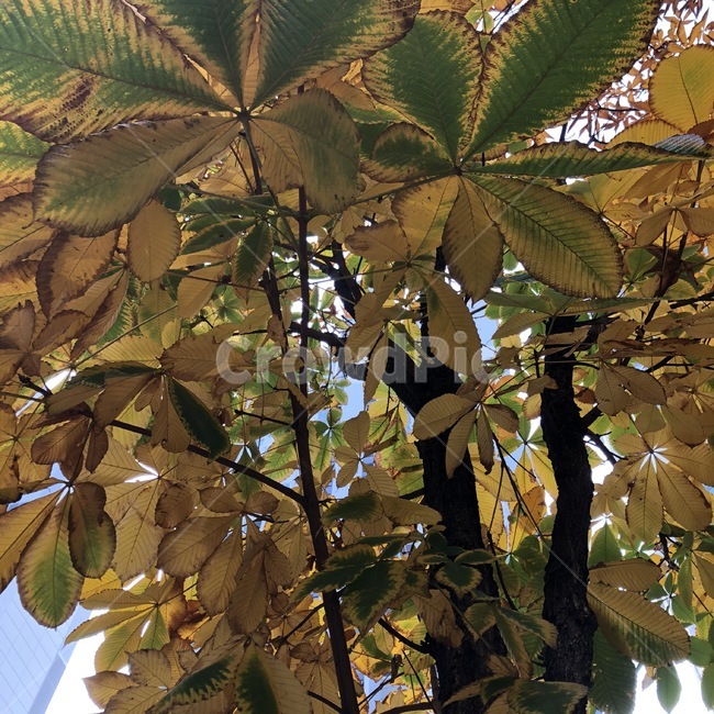 가을,단풍,나무,초록,노랑,fall,autumn,tree,ki,green,midori,yellow,kiiro,식물,plants,shokubutsu,식물,자연,plants,nature