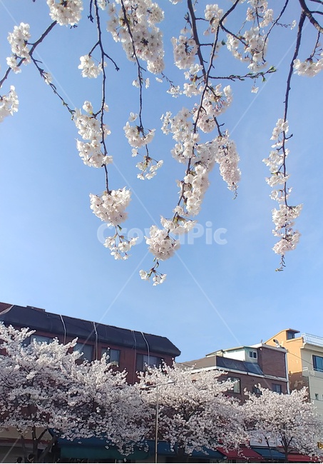 벚꽃,꽃,봄꽃,식물,거리,봄,flower,spring,벚꽃나무