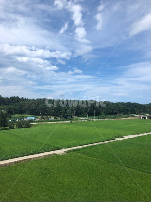 시골,시골풍경,밭,강릉,구름,country