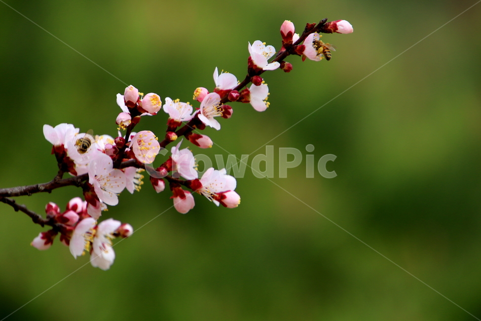 plant,식물,매화,꽃,봄,계절