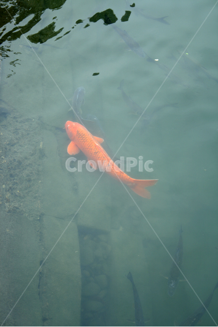 물고기,잉어,호수,여름,물결,공원,동물,animal,어류,물고기,fish