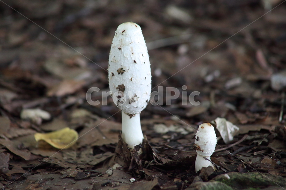 버섯,식물,mushroom,진균류,fungus,버섯,mushroom