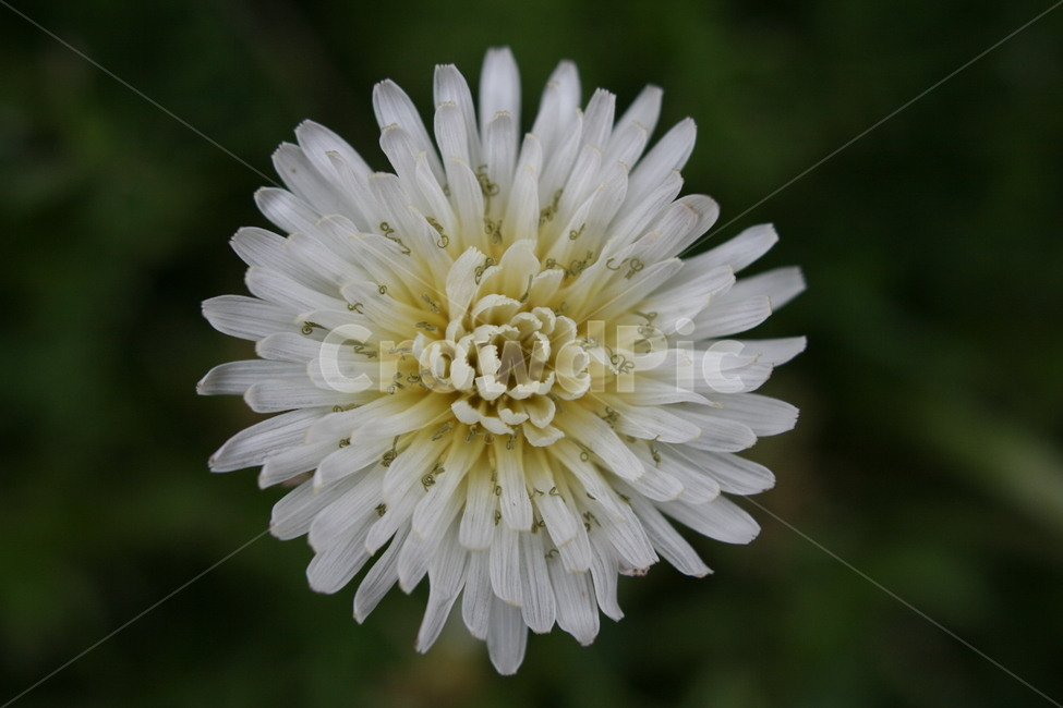 꽃,접사,아름다움,이쁨,봄,확대,봄,계절,spring,season,식물,자연,plants,nature,꽃,flower,plant,blossom
