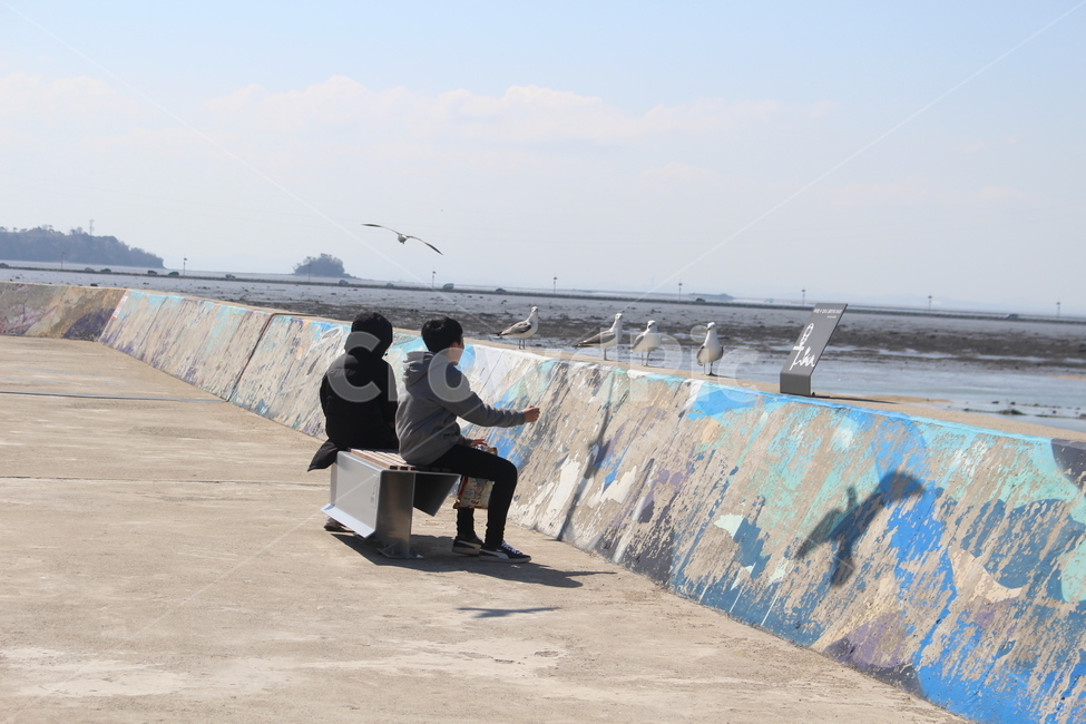 human,인간,사람,bird,person,새,animal,동물,갈매기,먹이주기,seagull,feeding