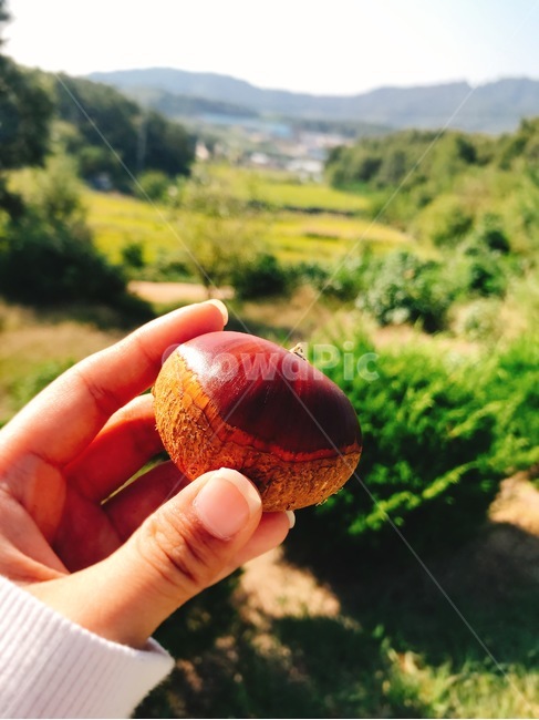 밤,산속,산,시골,햇밤
