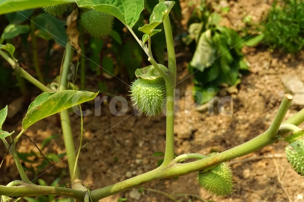 독말풀,식물,열매,씨앗,과일,자연,fruit,seed,nature,landscape,풍경,plant,plants,snap,snapshot,스냅,스냅사진,스넵,스넵사진,뾰족한,뾰족하다,뾰족뾰족,식물성,독성,datura,꽃봉오리,줄기,귀화식물,외래종,한해살이풀,잡초,한국의자연,한국자연,korea,식물,자연,plants,nature